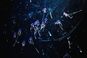 bioluminescence-jellyfish