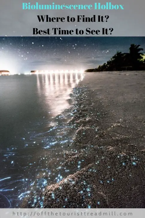 bioluminescence pinterest