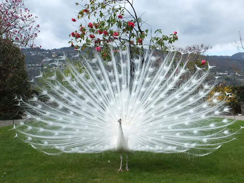 white-peacock