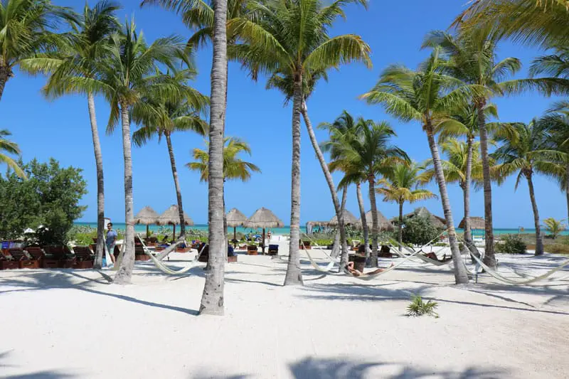 Holbox-Palm-Tree