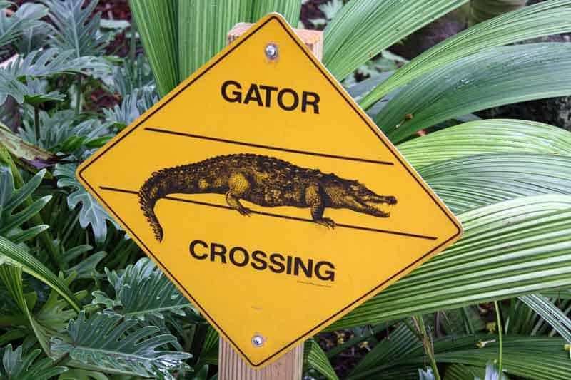 Gator-Crossing