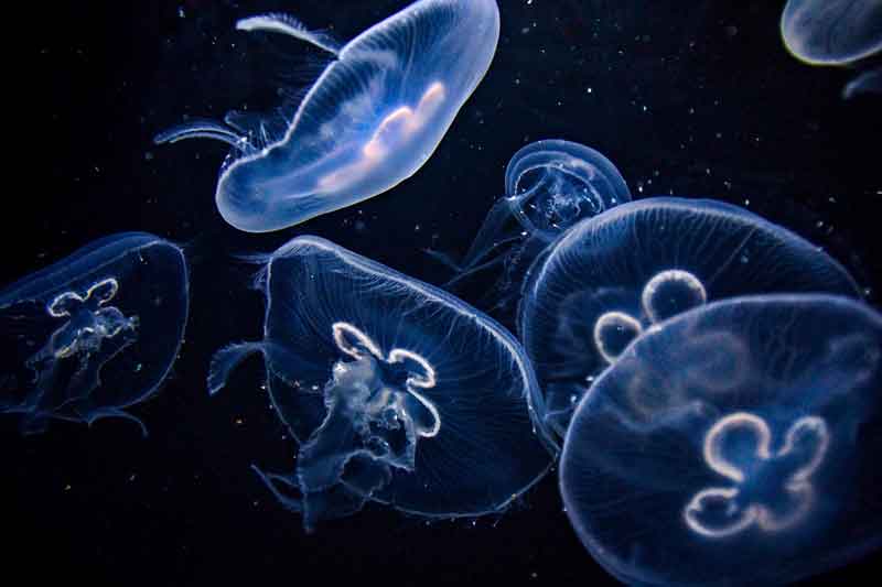 Moon-Jellies