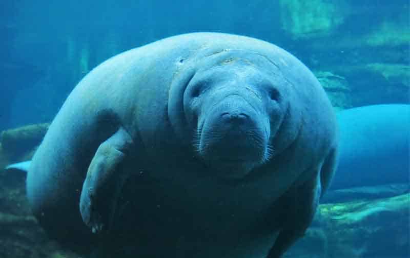 Swim-with-Manatees