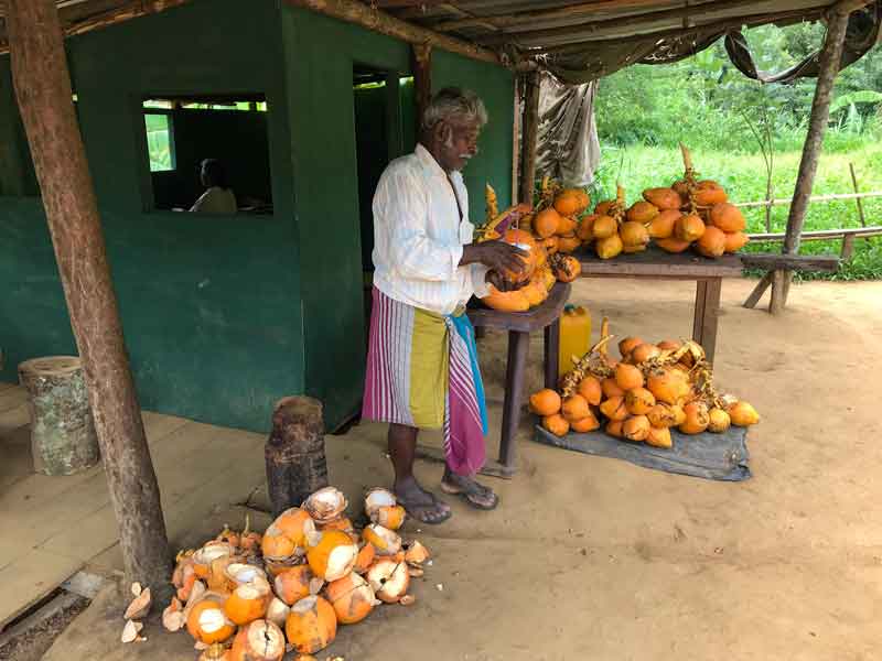 King Coconut Vendor