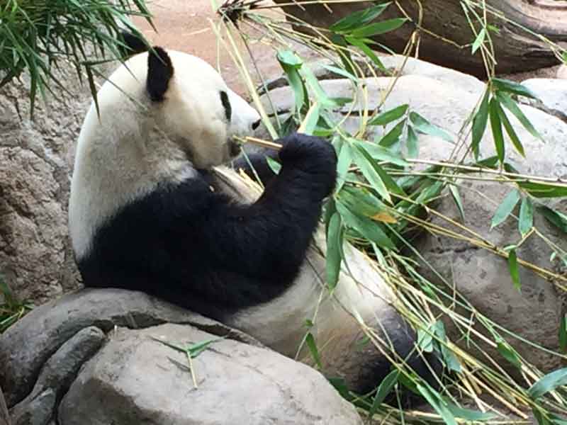 San Diego Zoo Panda