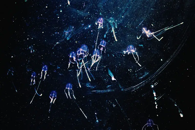 Bioluminescence jellyfish