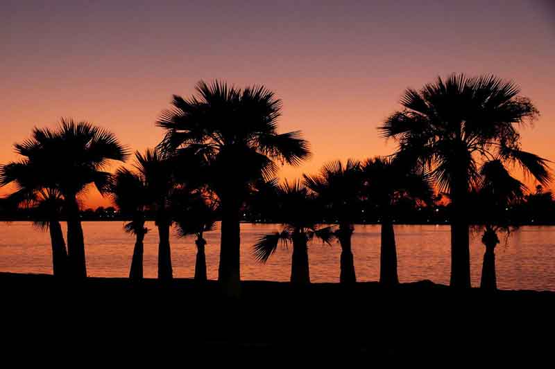 San Diego palm tree sunset