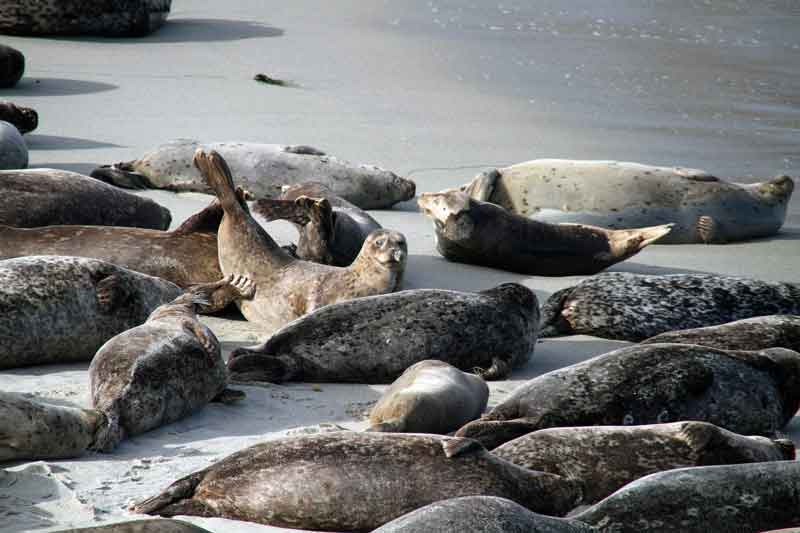 San Diego Seal