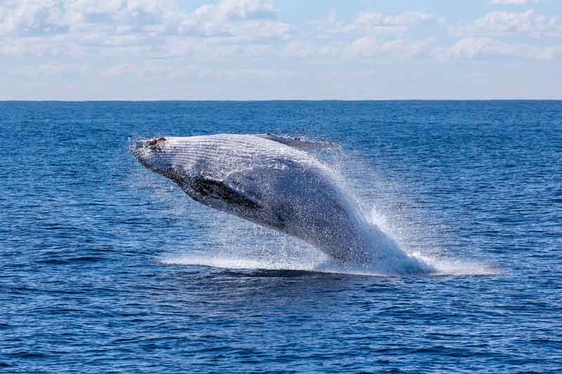 Whale Watching