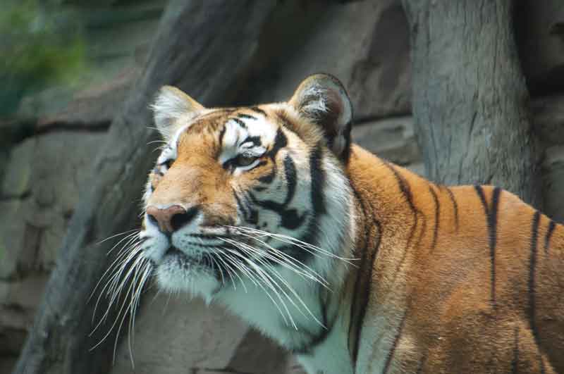 Busch-Gardens-Zoo