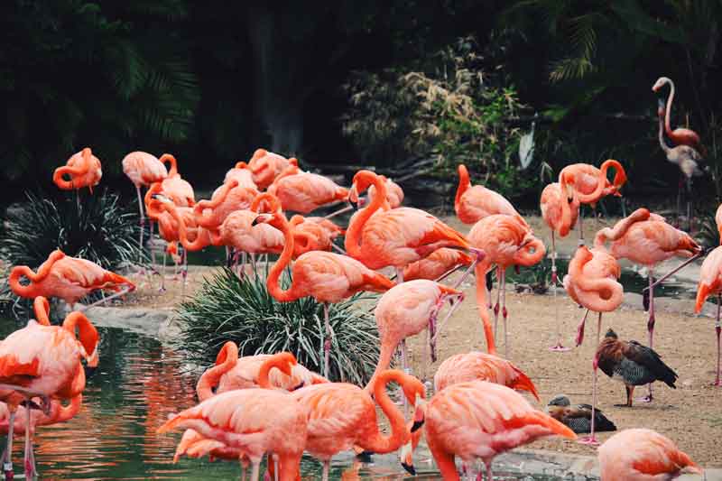 Flamingos