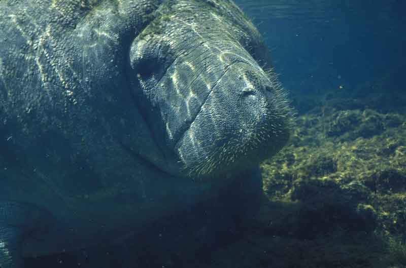 Manatees-Head