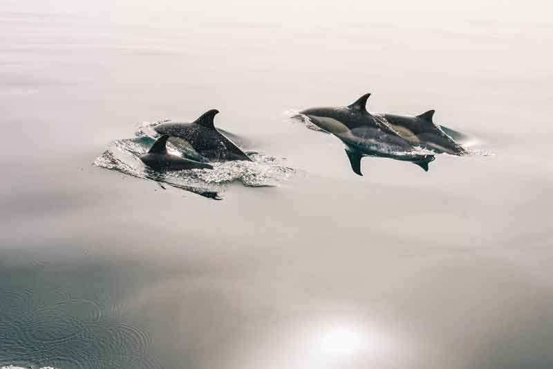 Wild-Dolphins